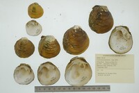 Cyclonaias pustulosa image