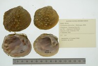 Cyclonaias tuberculata image