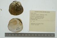 Cyprogenia stegaria image