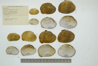 Epioblasma brevidens image