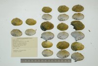 Epioblasma capsaeformis image