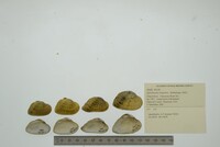 Epioblasma triquetra image