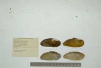 Hemistena lata image