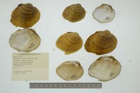 Plethobasus cyphyus image