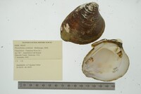 Pleurobema cordatum image
