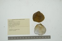 Pleurobema plenum image