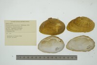 Ptychobranchus fasciolaris image