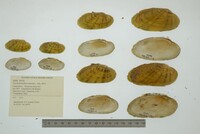 Ptychobranchus subtentus image