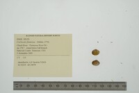 Corbicula fluminea image