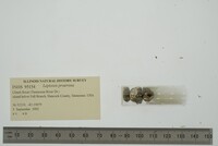 Leptoxis praerosa image