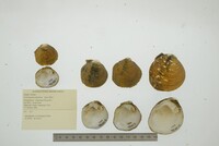 Cyclonaias pustulosa image