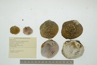 Cyclonaias tuberculata image