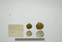 Cyprogenia stegaria image