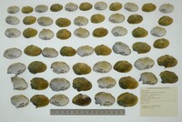 Epioblasma capsaeformis image