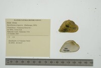 Epioblasma triquetra image