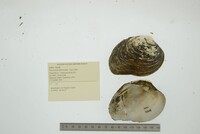 Fusconaia subrotunda image