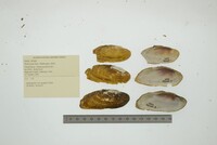 Hemistena lata image