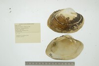 Lampsilis cardium image