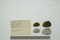 Lemiox rimosus image