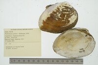 Plethobasus cyphyus image