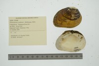 Pleurobema cordatum image