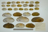 Ptychobranchus subtentus image