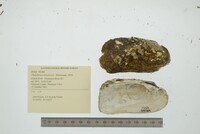 Theliderma metanevra image