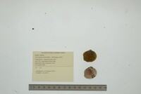 Cyclonaias tuberculata image