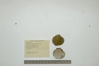 Cyprogenia stegaria image