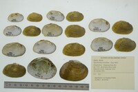 Epioblasma brevidens image