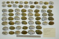 Epioblasma capsaeformis image