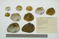 Fusconaia cuneolus image