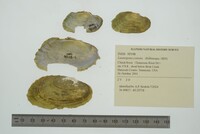 Lasmigona costata image