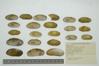 Medionidus conradicus image