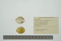 Plethobasus cyphyus image