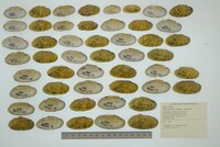 Ptychobranchus subtentus image