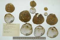 Cyclonaias pustulosa image