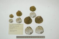 Cyprogenia stegaria image