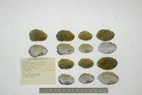 Epioblasma capsaeformis image