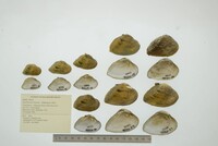 Epioblasma triquetra image