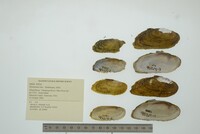 Hemistena lata image