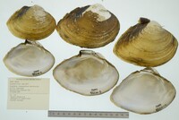 Lampsilis ovata image