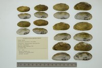 Medionidus conradicus image