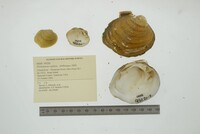 Plethobasus cyphyus image