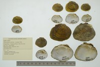 Pleurobema oviforme image