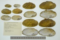 Ptychobranchus subtentus image