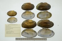 Strophitus undulatus image