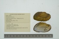 Strophitus undulatus image