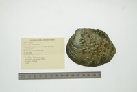 Cyclonaias tuberculata image