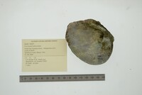 Cyclonaias tuberculata image